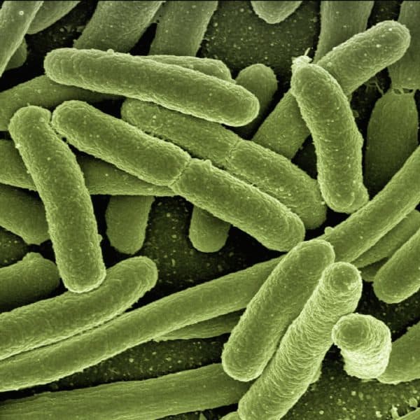E. coli - Fäkaltransfer
